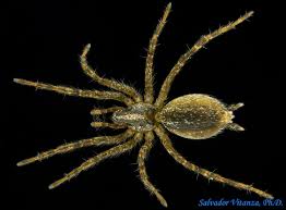 Attēlu rezultāti vaicājumam “Agelenidae”