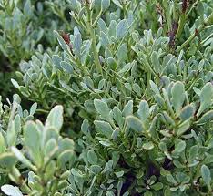 Attēlu rezultāti vaicājumam “Homalia trichomanoides sporophyte”