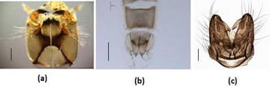 Attēlu rezultāti vaicājumam “Chironomidae imago”