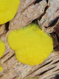 Attēlu rezultāti vaicājumam “Stemonitis axifera var. smithii spores”