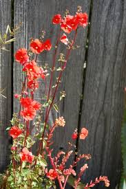 Image result for Alonsoa liniflora