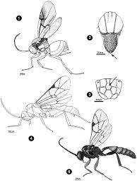 Attēlu rezultāti vaicājumam “Diplolepis eglanteriae”
