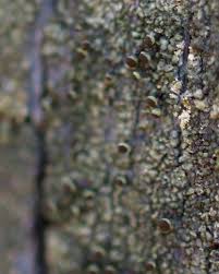 Attēlu rezultāti vaicājumam “Chaenotheca phaeocephala”