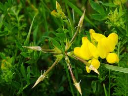 Attēlu rezultāti vaicājumam “Lotus corniculatus”