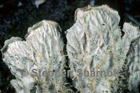 Attēlu rezultāti vaicājumam “Peltigera canina”