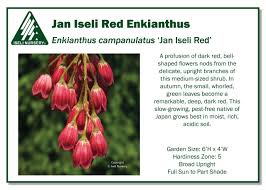 Attēlu rezultāti vaicājumam “Enkianthus campanulatus flower”