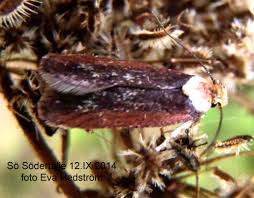 Attēlu rezultāti vaicājumam “Depressaria depressana”