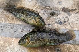 Image result for Tautoga onitis