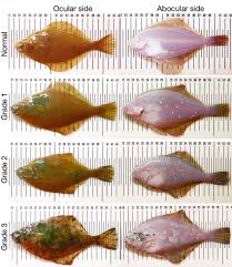 Image result for Limanda limanda