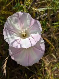 Attēlu rezultāti vaicājumam “Calystegia inflata flower”