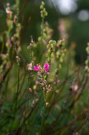 Attēlu rezultāti vaicājumam “Onobrychis arenaria bud”