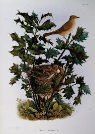 Image result for Sylvia hortensis