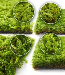 Attēlu rezultāti vaicājumam “moss”
