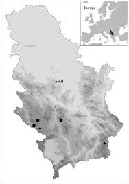 Attēlu rezultāti vaicājumam “Riccia canaliculata”