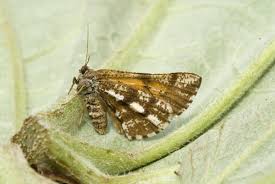 Attēlu rezultāti vaicājumam “Bupalus piniaria female”