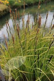Attēlu rezultāti vaicājumam “Carex elata flower”