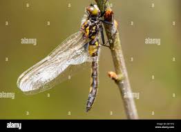 Attēlu rezultāti vaicājumam “Leucorrhinia rubicunda male”
