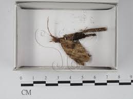 Attēlu rezultāti vaicājumam “Stemonitis flavogenita”