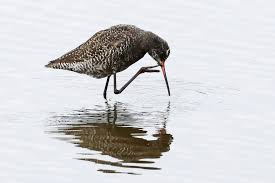 Image result for Tringa erythropus