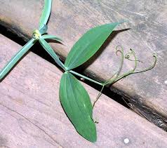 Attēlu rezultāti vaicājumam “Lathyrus latifolius leaf”