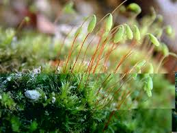 Attēlu rezultāti vaicājumam “Eurhynchiastrum pulchellum macro”