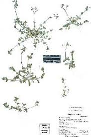 Attēlu rezultāti vaicājumam “Cerastium semidecandrum bud”