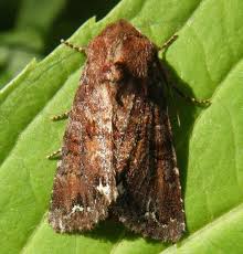 Attēlu rezultāti vaicājumam “Ceramica pisi”