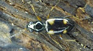 Attēlu rezultāti vaicājumam “Bembidion litorale”