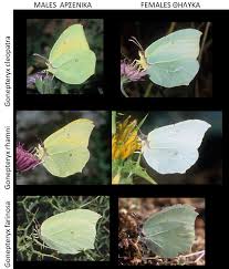 Attēlu rezultāti vaicājumam “Gonepteryx rhamni male”