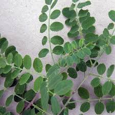 Image result for Colutea arborescens