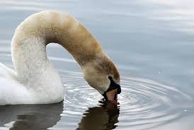 Attēlu rezultāti vaicājumam “Anseriformes”