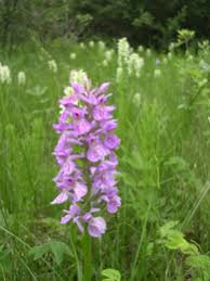 Attēlu rezultāti vaicājumam “Dactylorhiza ochroleuca bud”