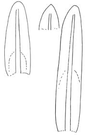 Attēlu rezultāti vaicājumam “Gyroweisia tenuis”