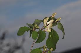 Attēlu rezultāti vaicājumam “Lonicera xylosteum bud”