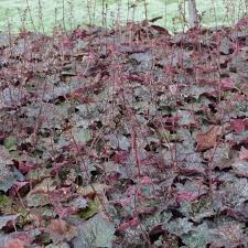 Image result for Heuchera `Palace Purple`