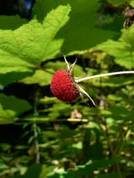 Attēlu rezultāti vaicājumam “Rubus parviflorus fruit”