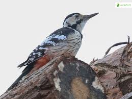 Attēlu rezultāti vaicājumam “Dendrocopos leucotos male”