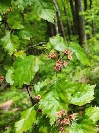 Attēlu rezultāti vaicājumam “Crataegus”