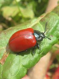 Attēlu rezultāti vaicājumam “Chrysomela populi”