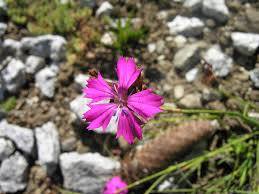 Image result for Dianthus carthusianorum