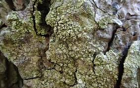 Attēlu rezultāti vaicājumam “Lecanora conizaeoides”