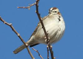 Image result for Chondestes grammacus