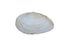 Attēlu rezultāti vaicājumam “Mya arenaria”