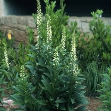 Image result for Digitalis lutea