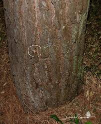 Attēlu rezultāti vaicājumam “Hadula trifolii larva”