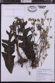 Attēlu rezultāti vaicājumam “Sonchus arvensis subsp. uliginosus bud”