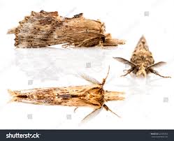 Attēlu rezultāti vaicājumam “Pterostoma palpina”