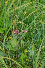 Image result for Geum rivale