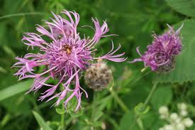 Attēlu rezultāti vaicājumam “Centaurea scabiosa fruit”