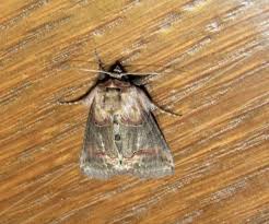 Attēlu rezultāti vaicājumam “Abrostola triplasia”